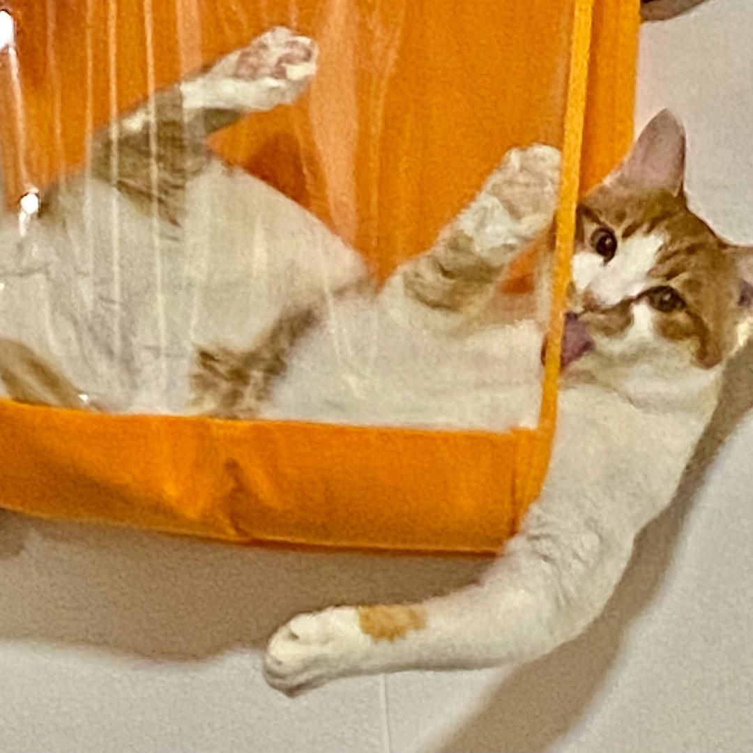 溜溜雪梅🐾