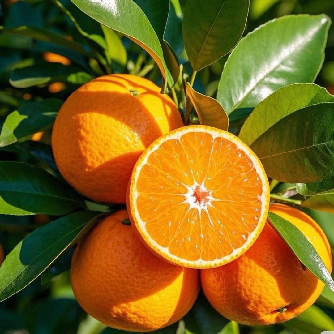 二燕科学种柑橘