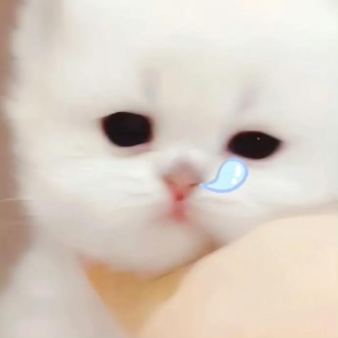超级小猫