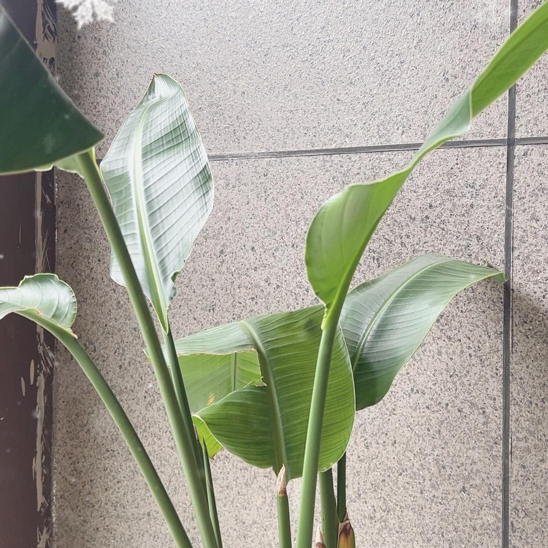 老周来了