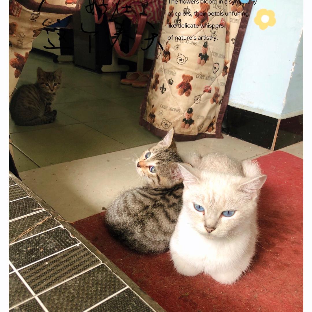 十五是只银点猫