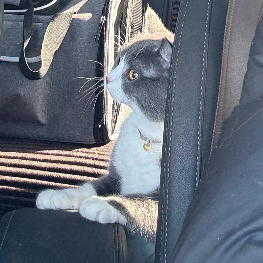 两块小猫饼