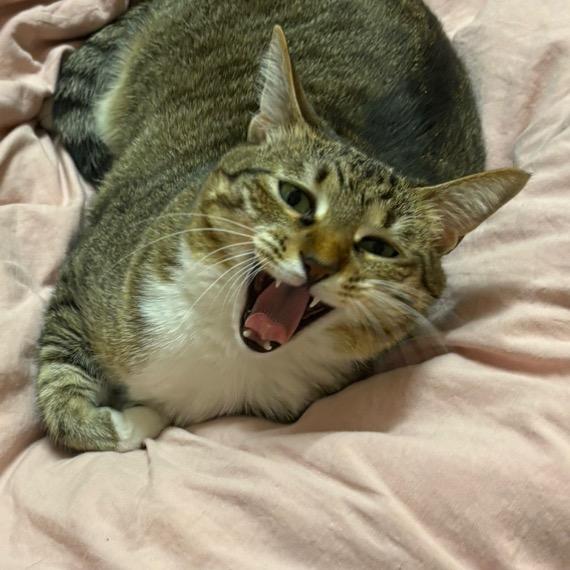 小小小布睡懵了