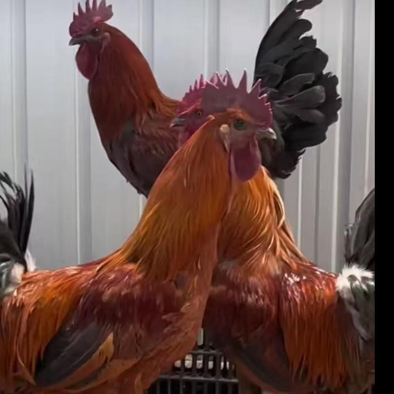 大种无量山乌骨鸡