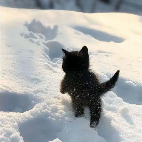 忧郁の北
