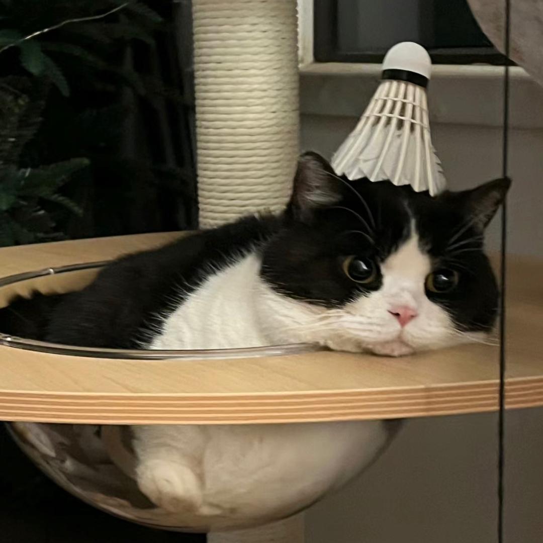 小毛饼🏸️