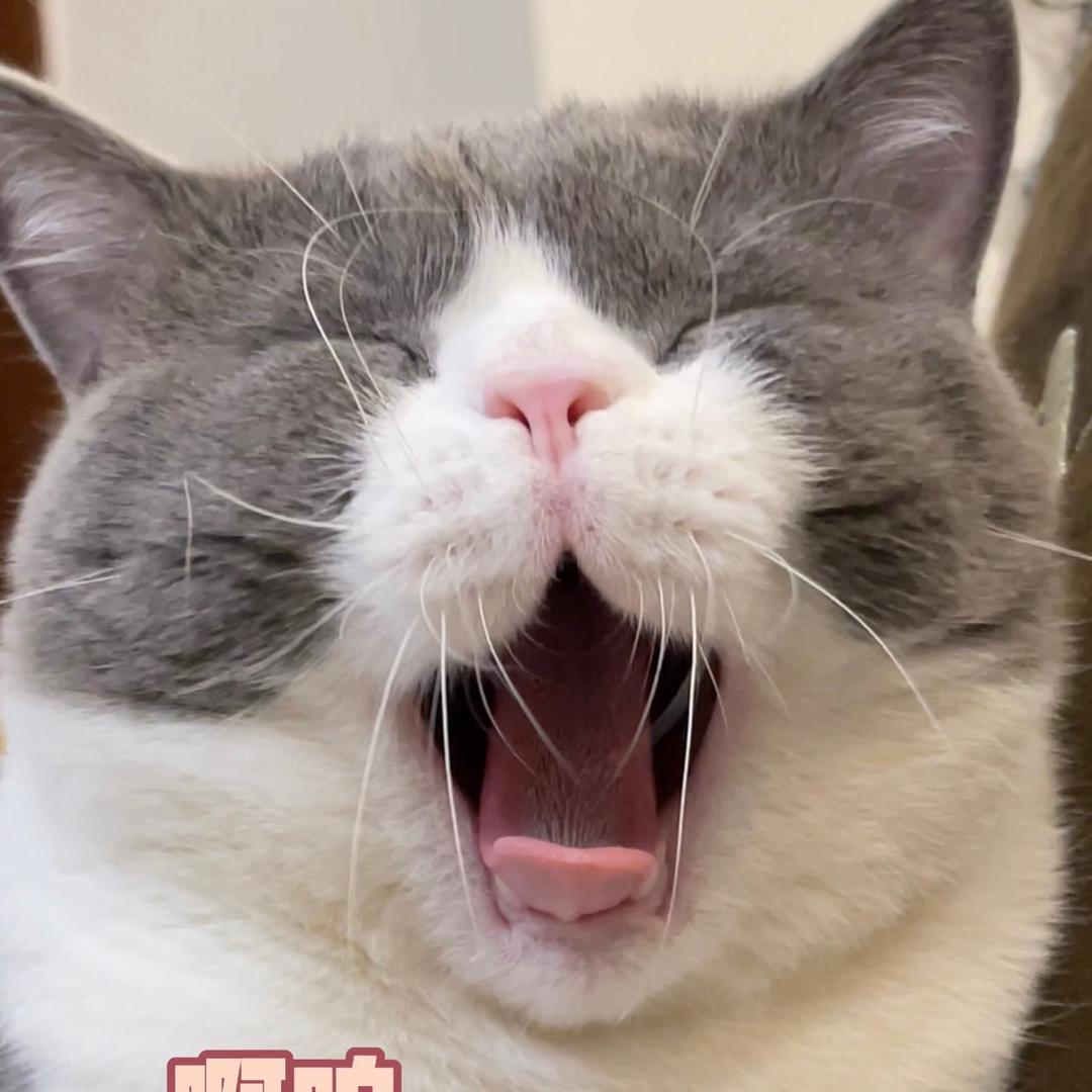 一只小八万啊