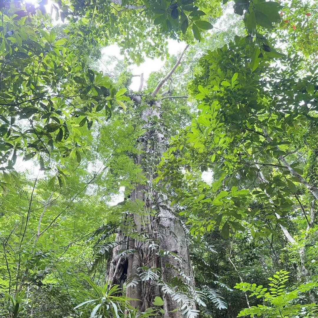 小辣椒