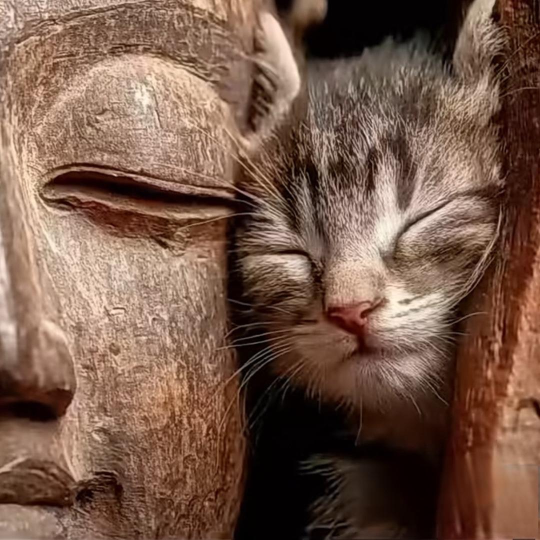 三叉星徽