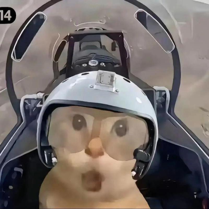 这个猫儿壮志凌云