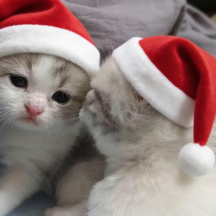 总而言之你很可爱