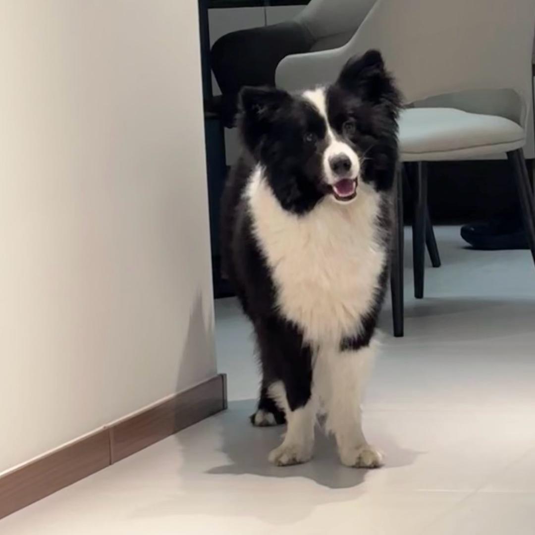 皮皮回家🙏（2000寻狗）