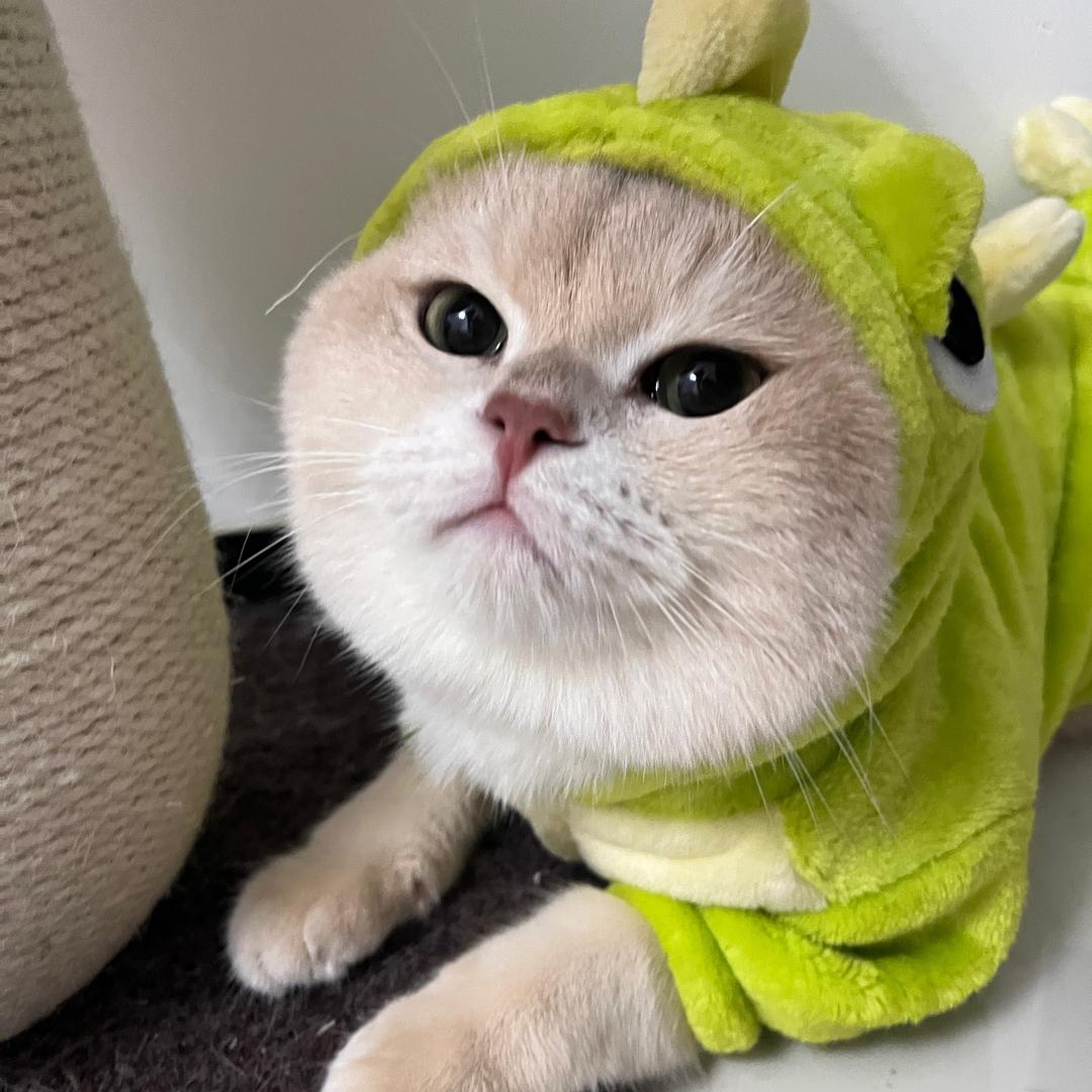 可爱多👸