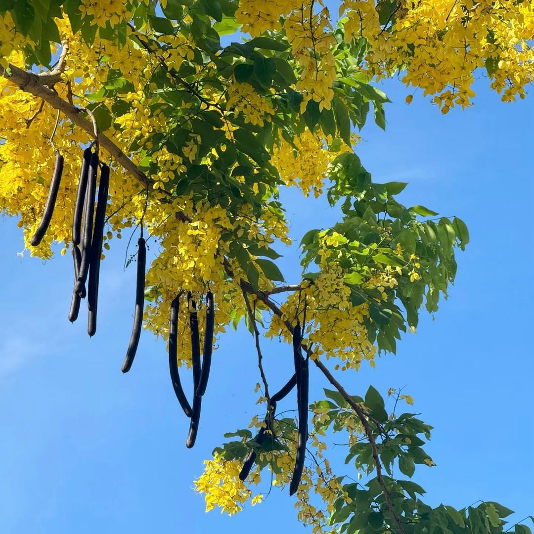 艳姐小铺（优选好物）