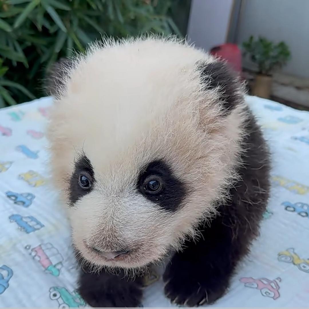 上海野生动物园～木木