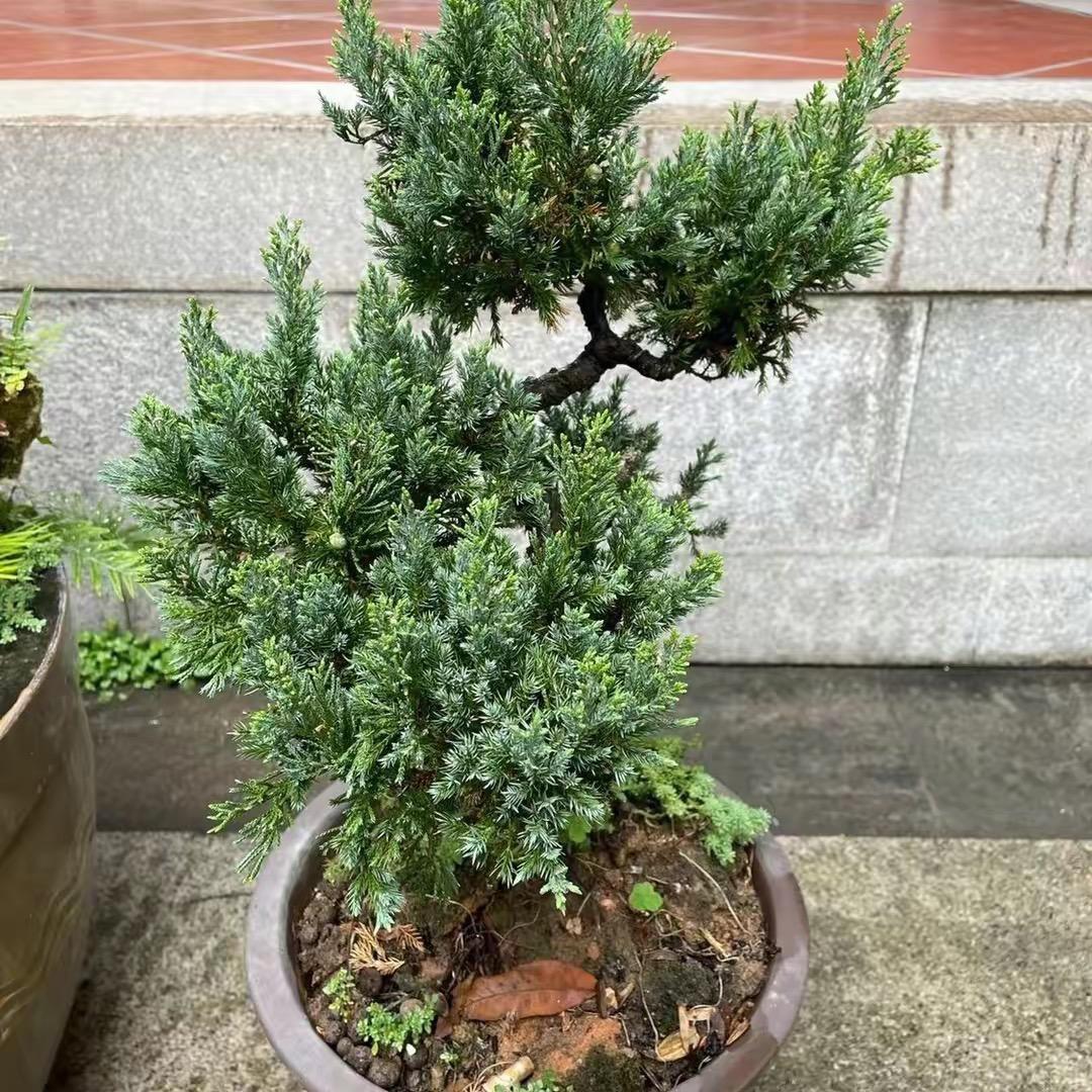 老林聊养生