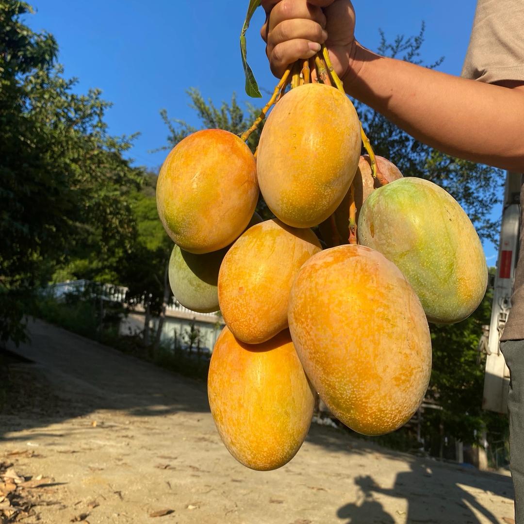 分享吃喝玩乐的胖崽