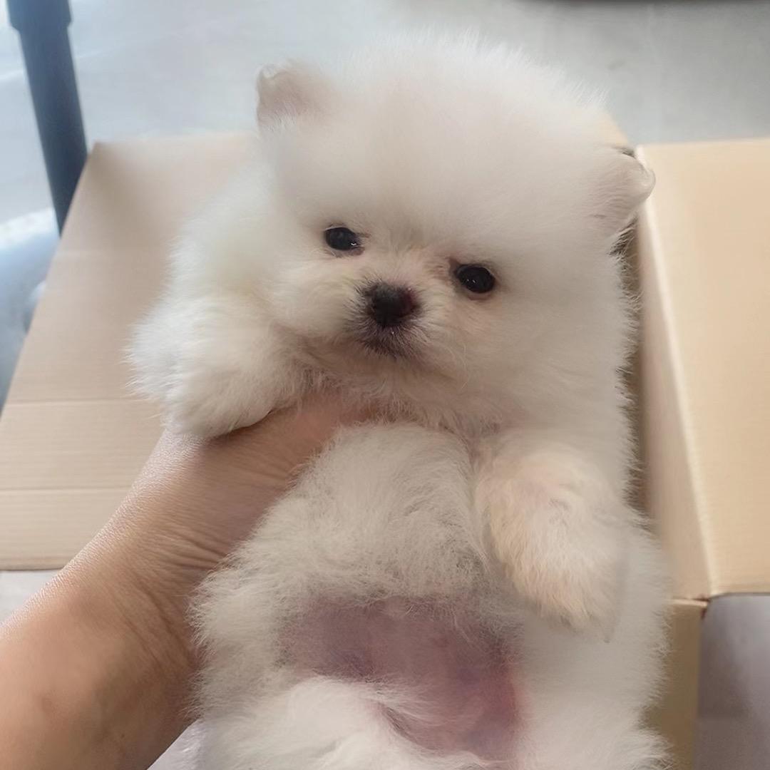 喔喔宠物