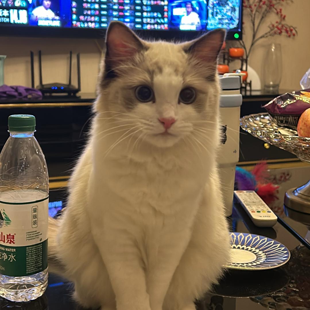 没U烦恼
