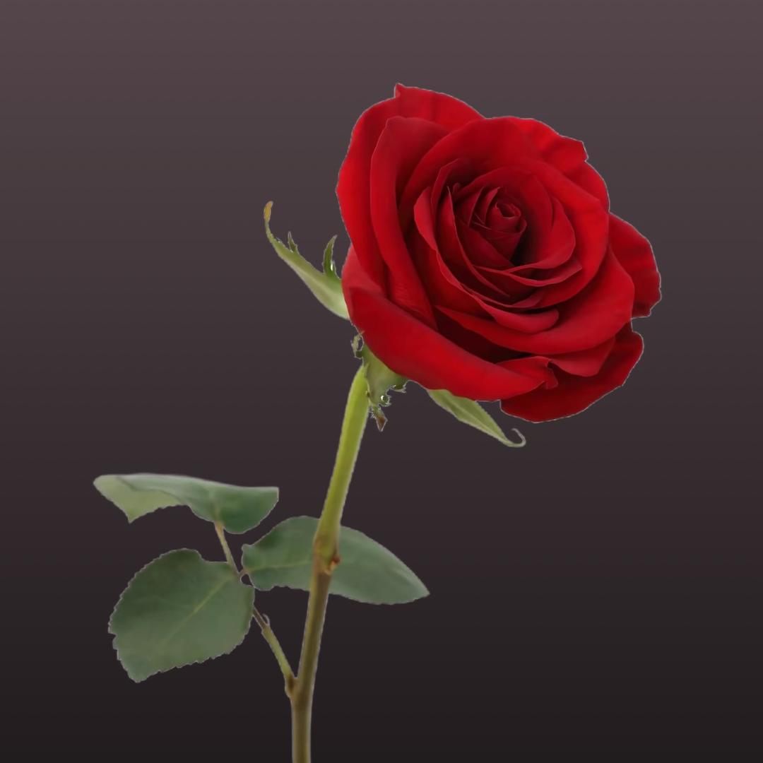 花田见玫瑰茶（大学生助农）