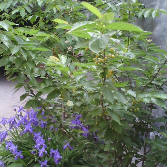 红梅～艾美森裹养尚灸馆