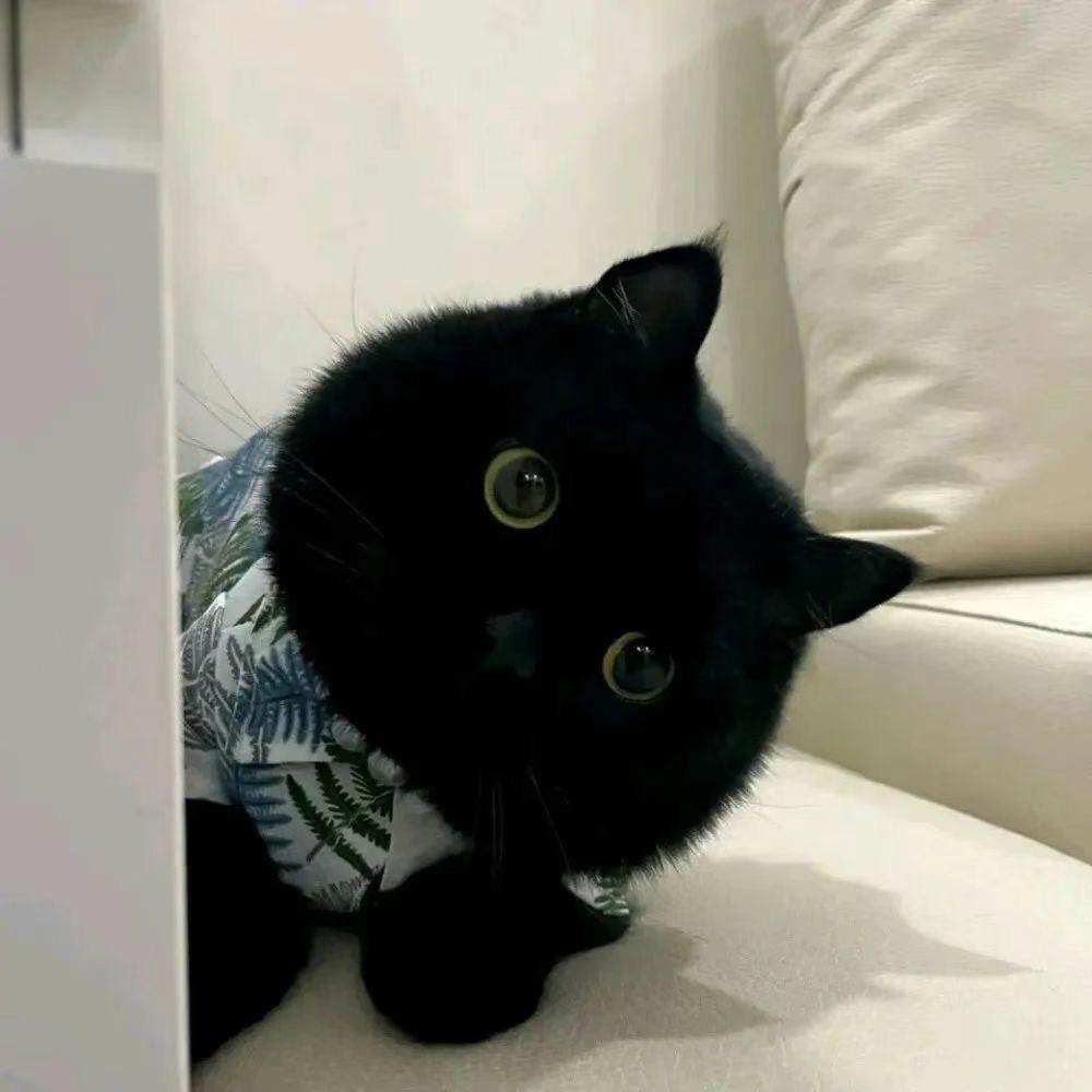 陨石拿铁别加糖.