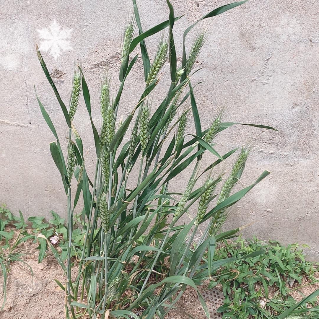 楚楚好物推荐