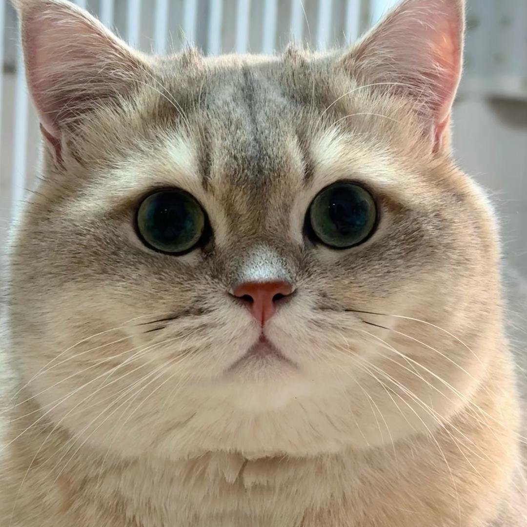 猫田七
