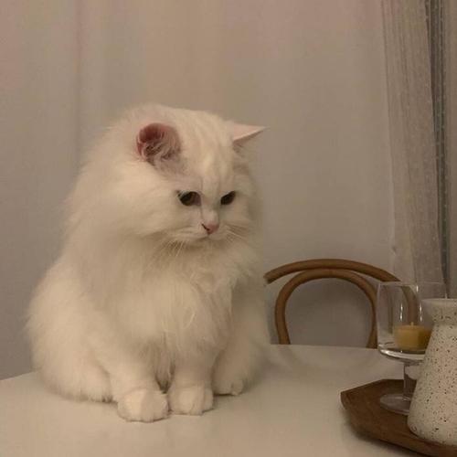 不想繁育的小宇
