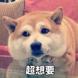 全是妹卡呀