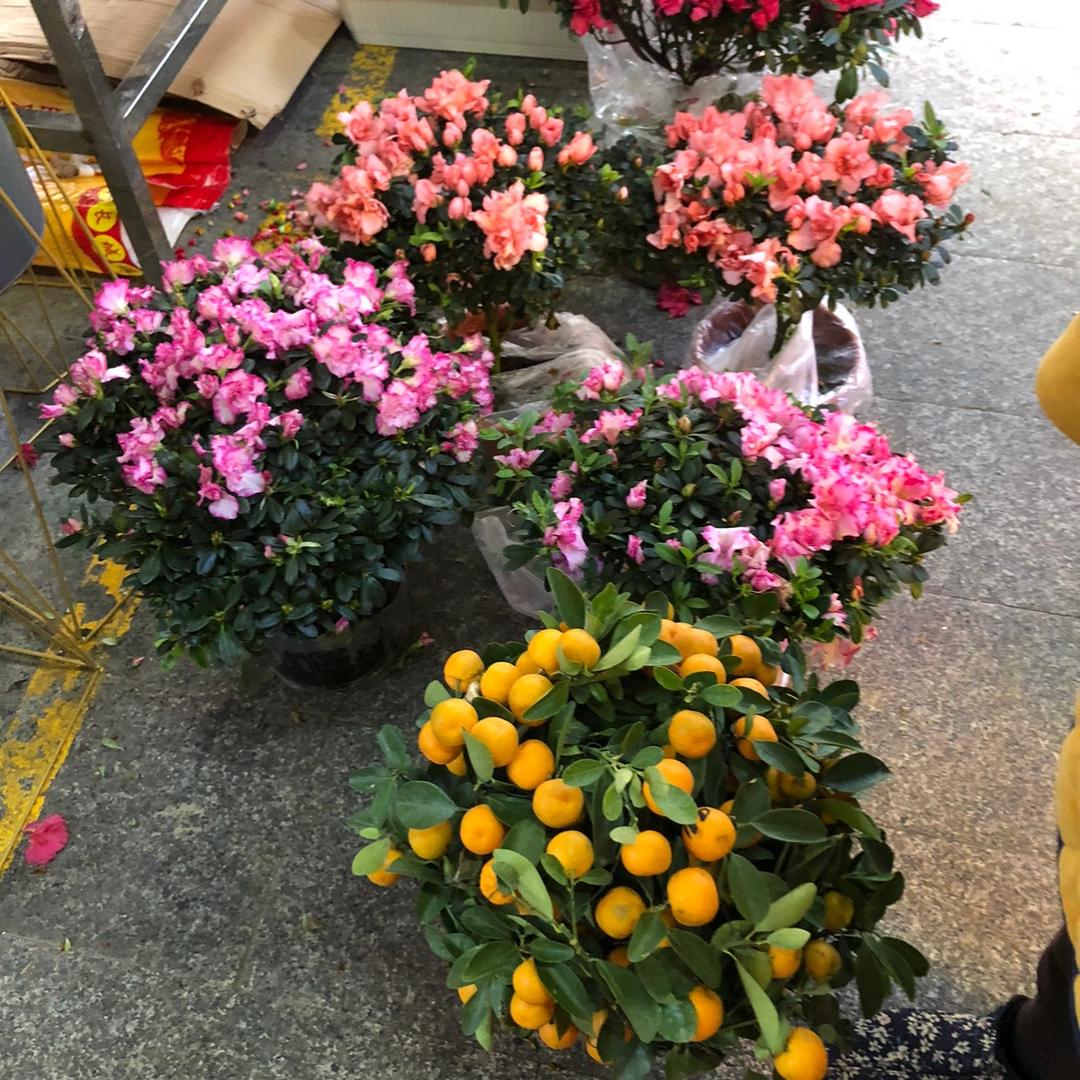 🌹🌷二姐💐💐