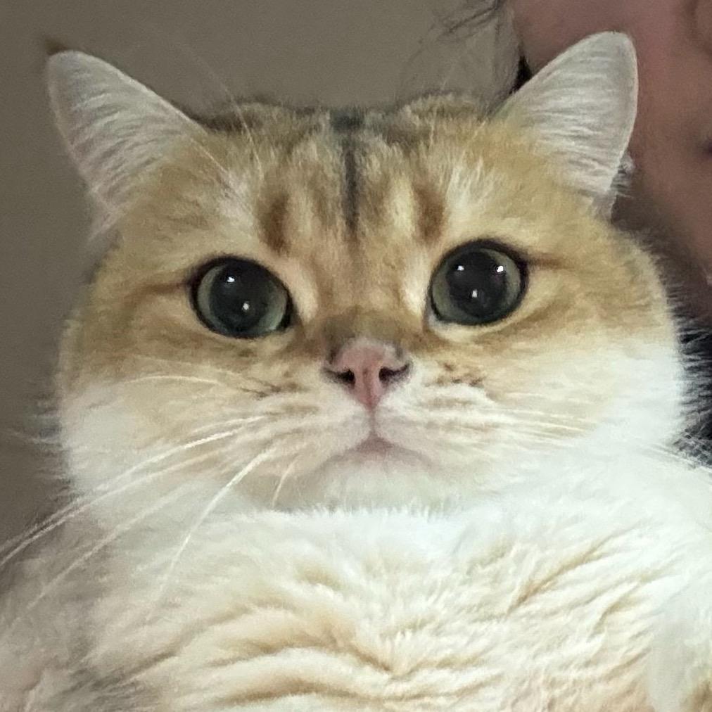 猫不理小月