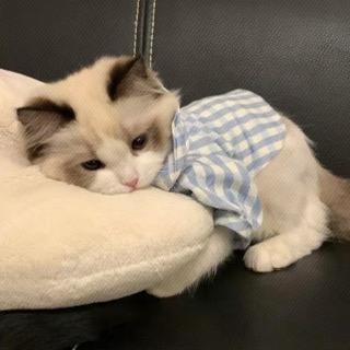 悲伤小笼包