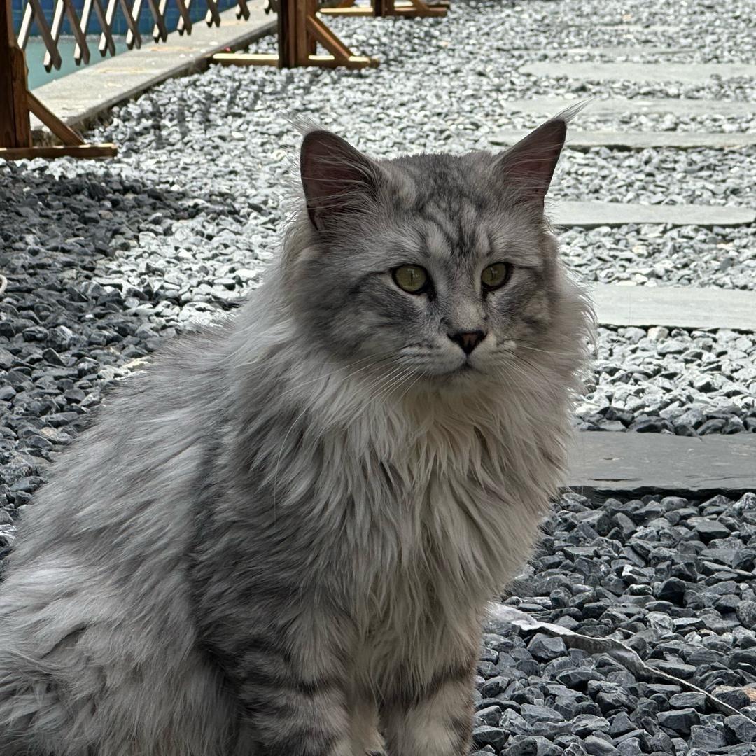 Golden Yearning Joy