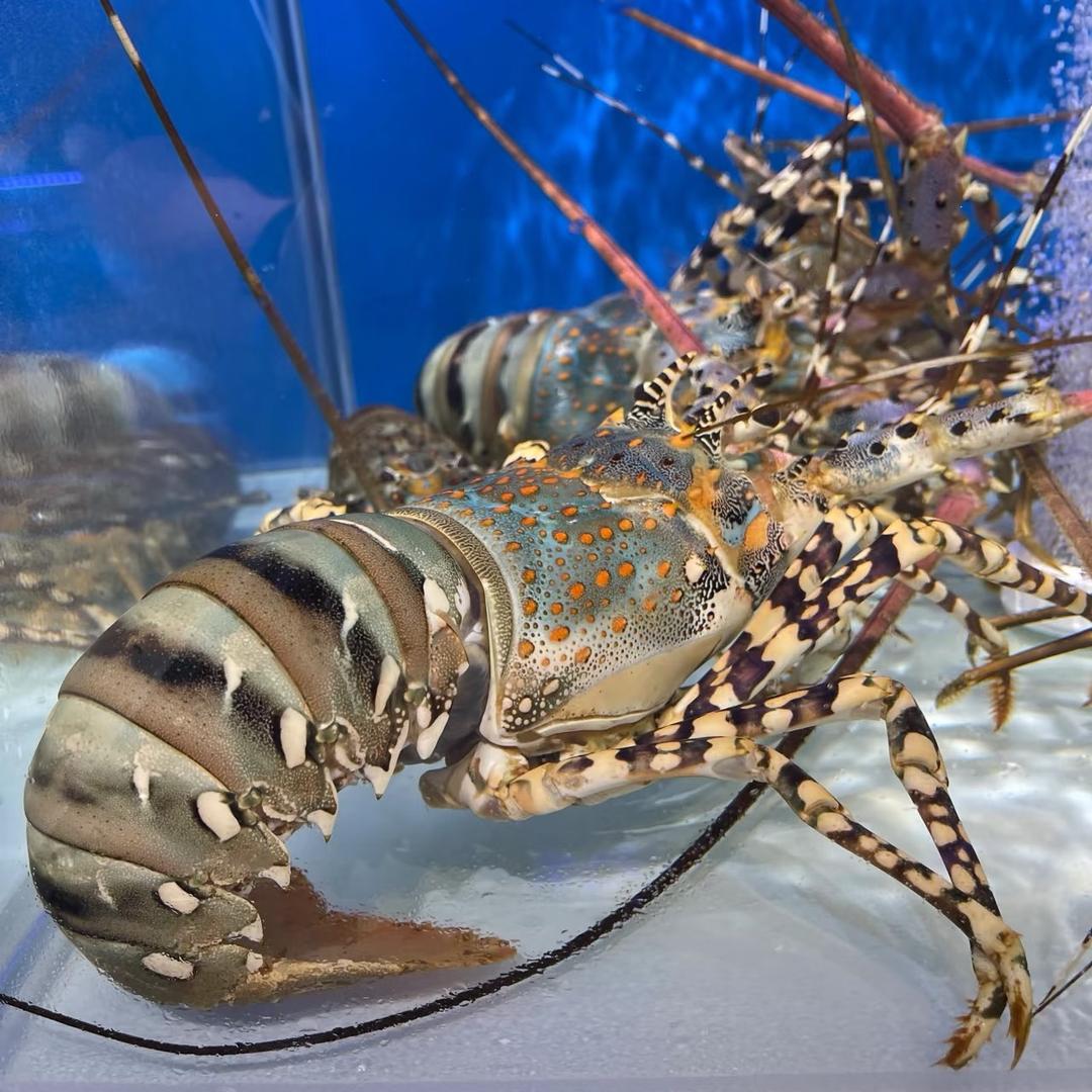 鲜满仓海鲜