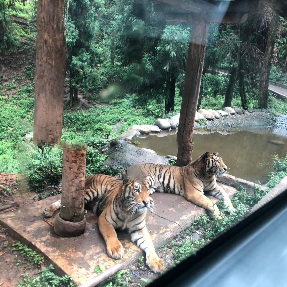 ，雄鹰展翅飞翔