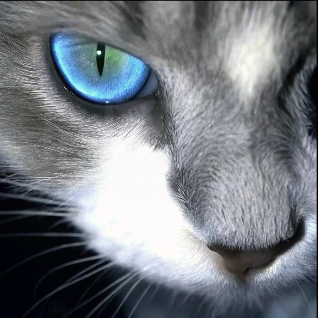 𝒙
