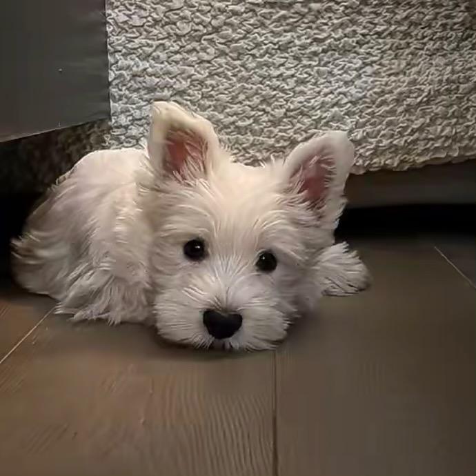 没了小猪的维尼