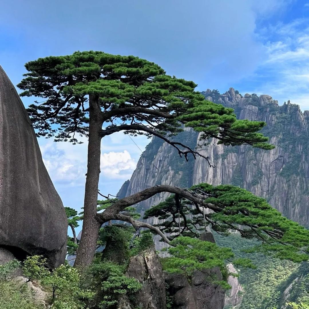 全国盆景交流会
