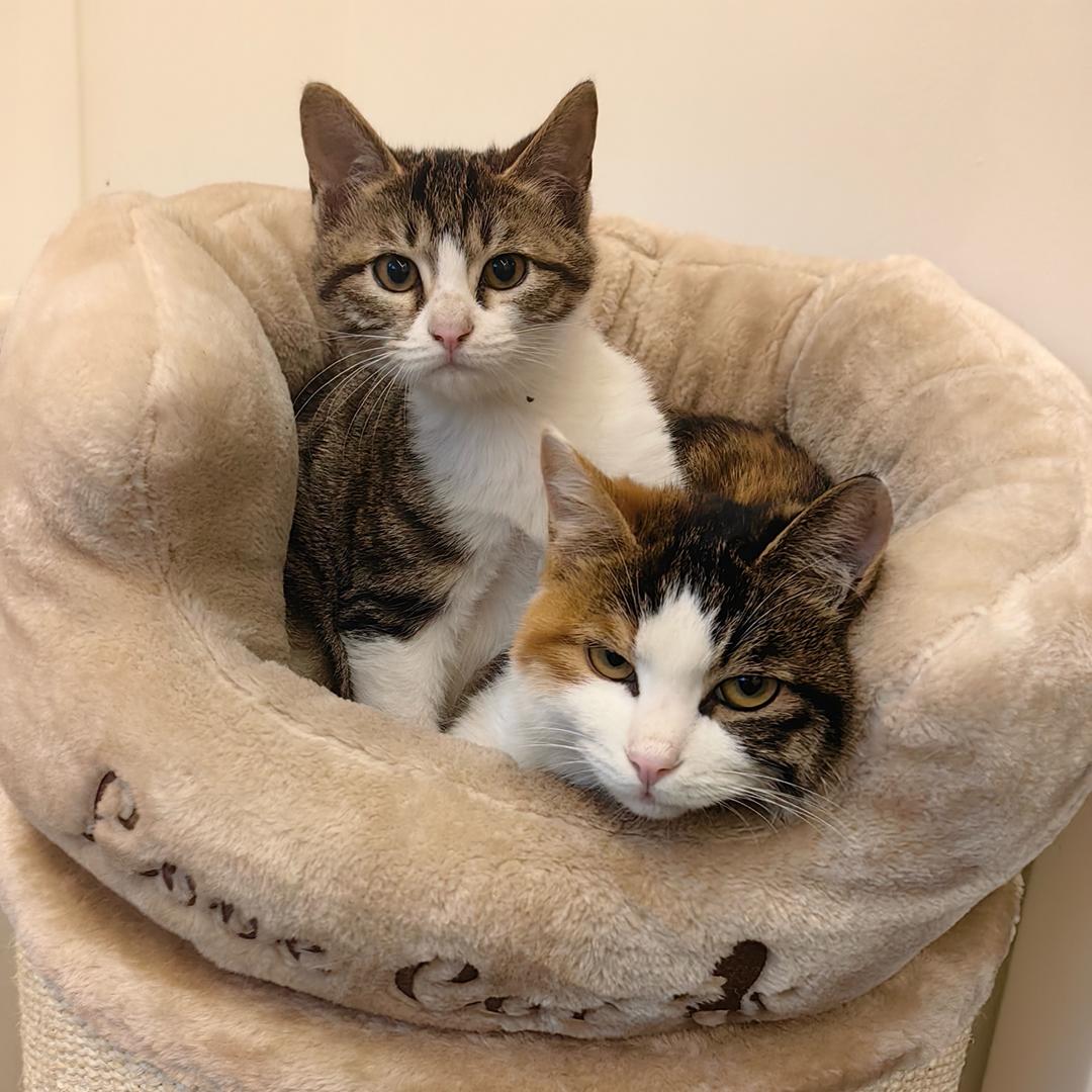 白三十和他的朋友们