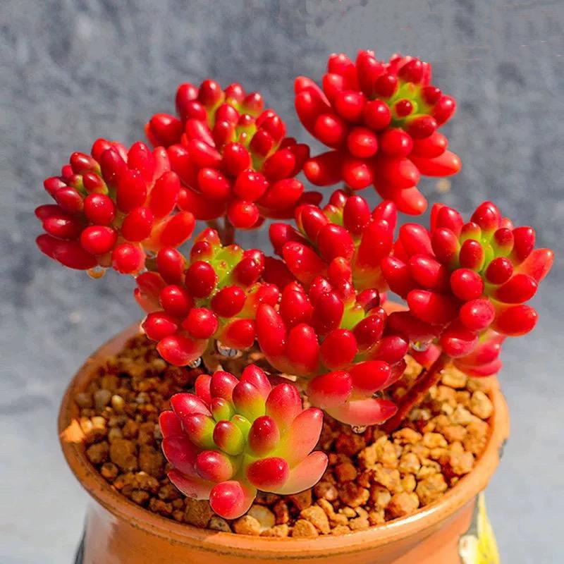 花多多精品屋