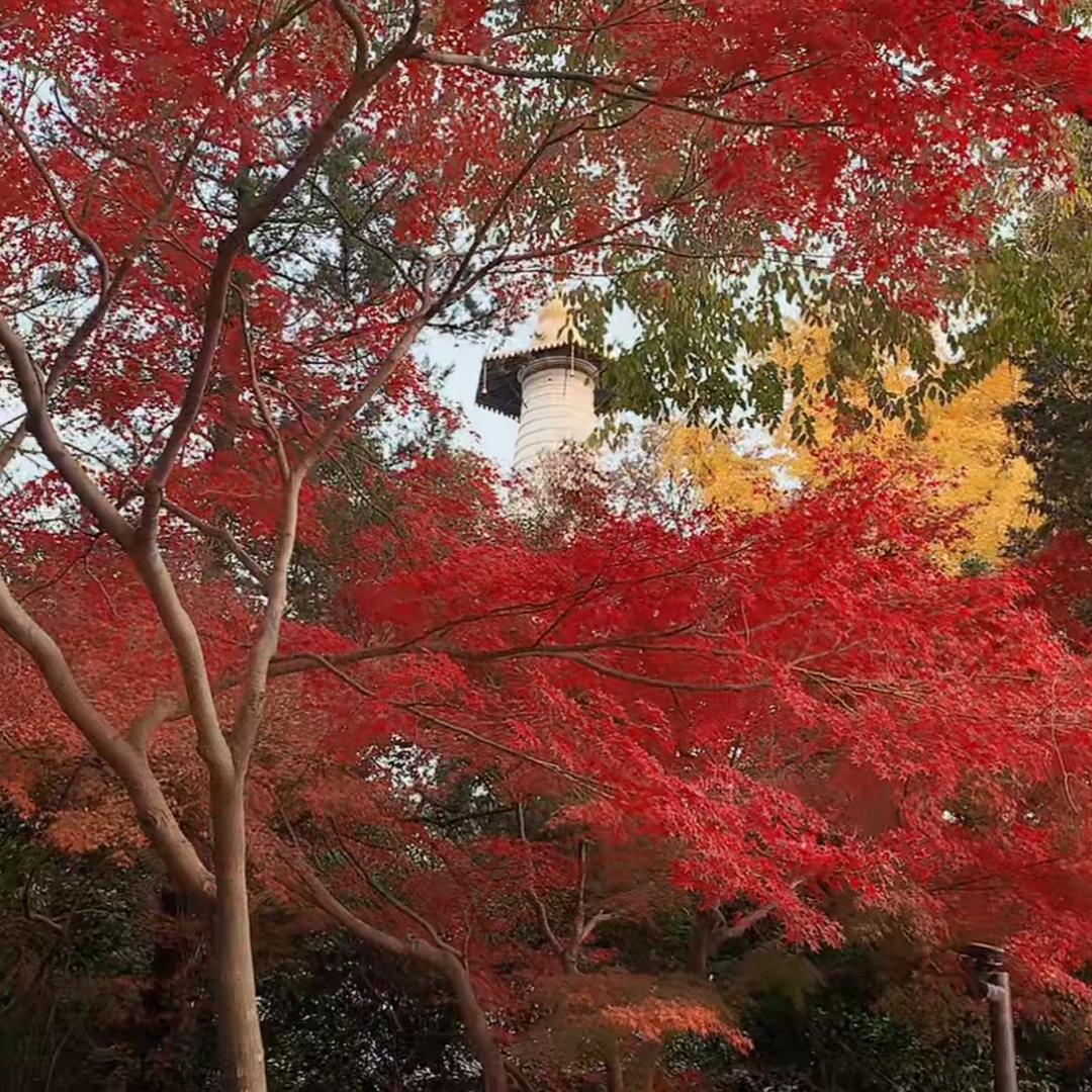 烟花三月  🦋 G 十 八 🦋