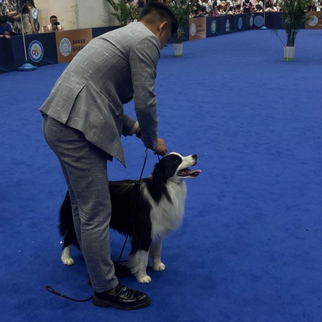 星辰边牧犬舍🔥（CKU）