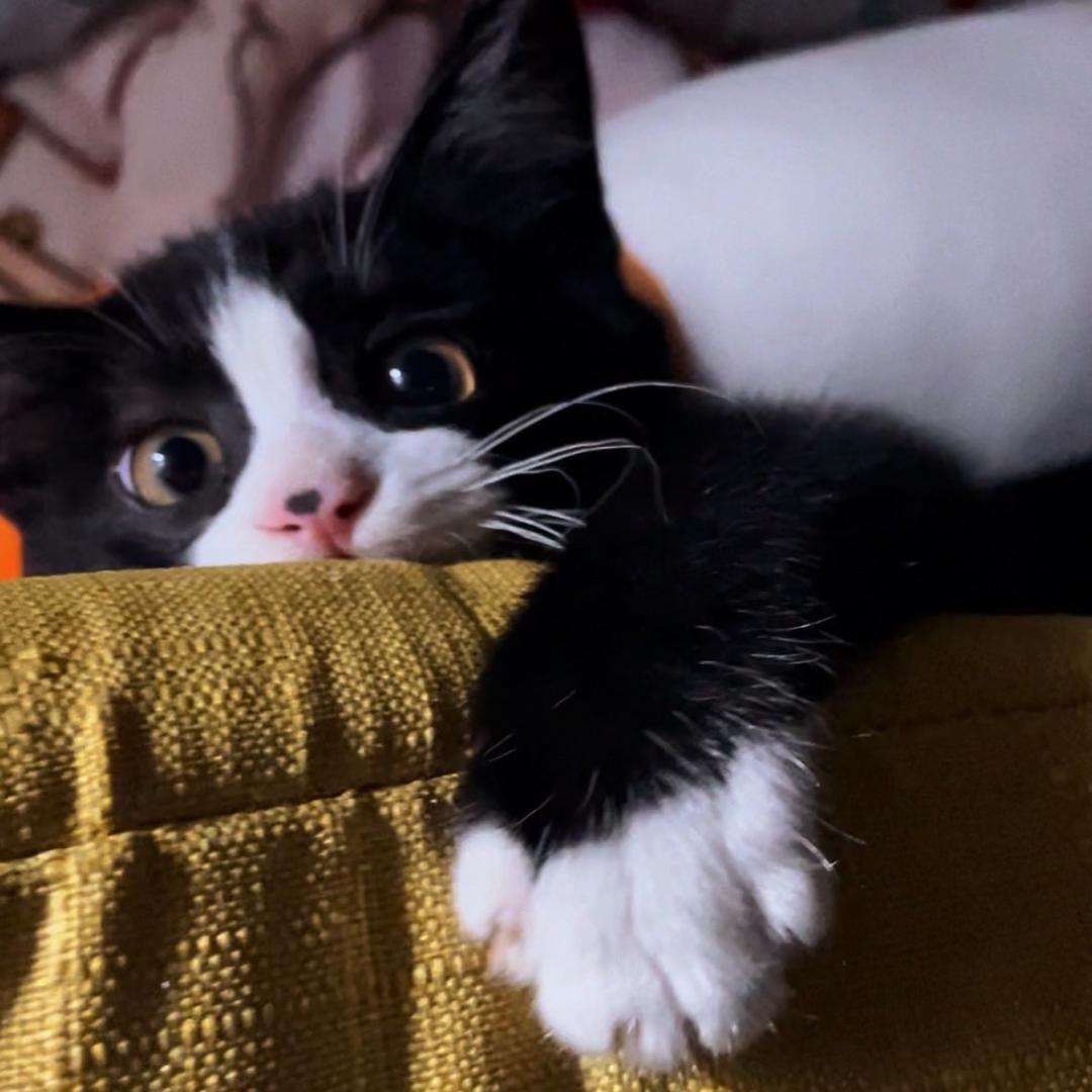 狗狗是猫猫