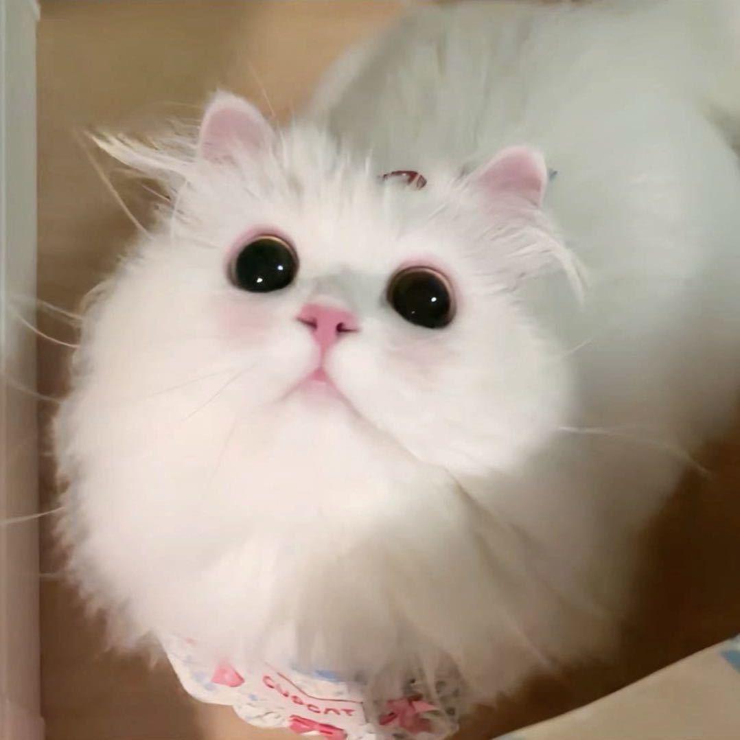 圆贝贝