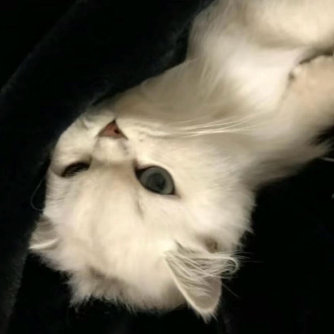 𝐋𝐟𝐨𝐯𝐢𝐤𝐳.