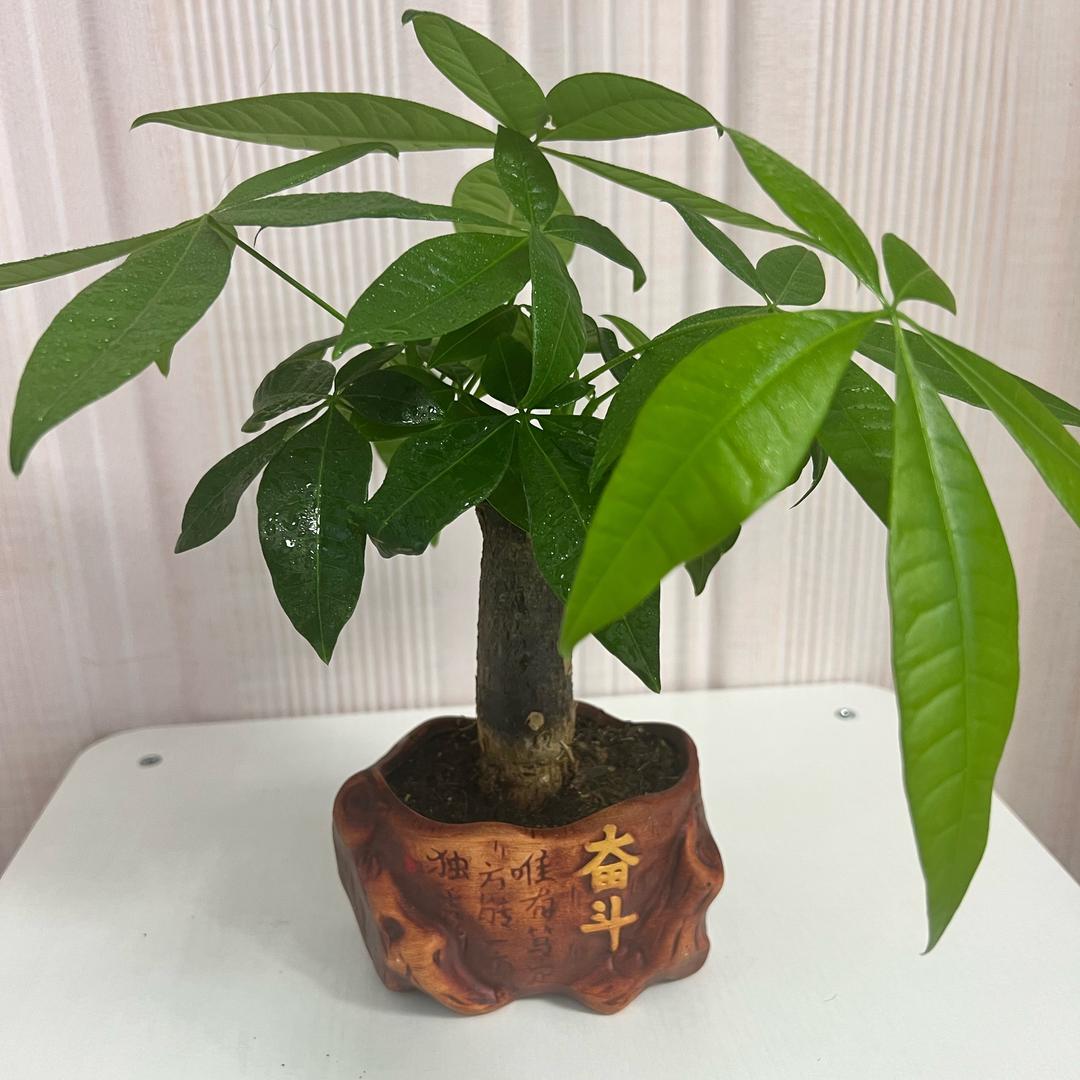 皓宇麻麻