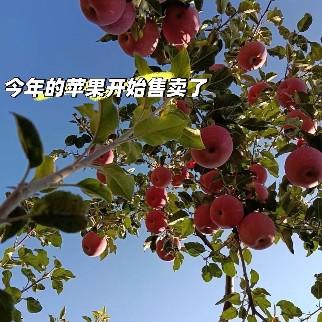 陕西苹果（买苹果找我）🍎