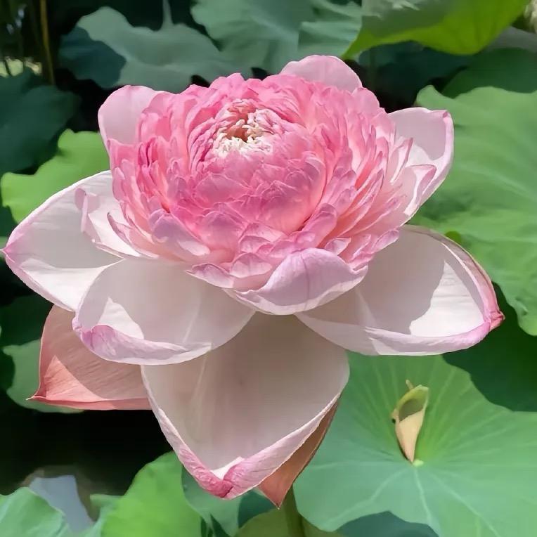 花开富贵666