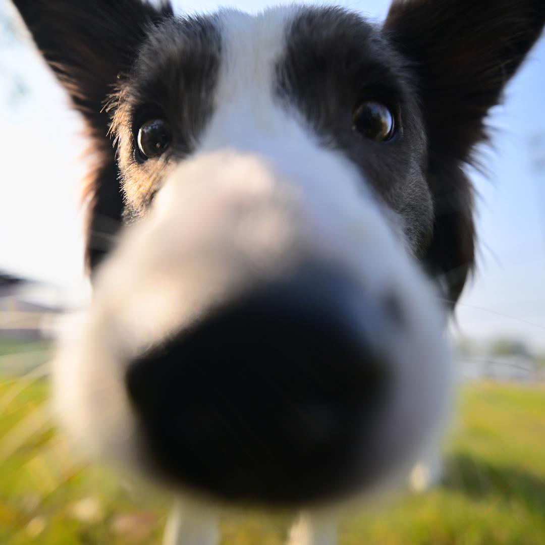 边牧乐琪&日记📔